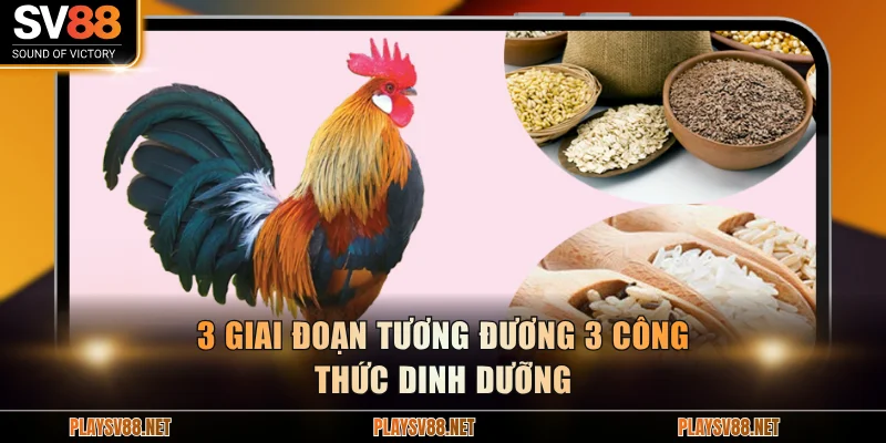 3 giai đoạn tương đương 3 công thức dinh dưỡng