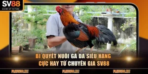 Bí quyết nuôi gà đá