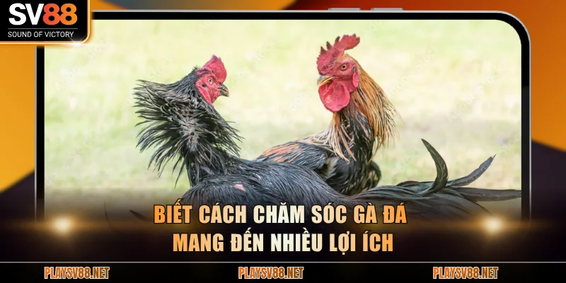 Biết cách chăm sóc gà đá mang đến nhiều lợi ích