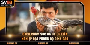 chăm sóc gà đá