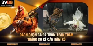 Cách chọn gà đá
