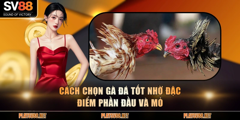 Cách chọn gà đá tốt nhờ đặc điểm phần đầu và mỏ