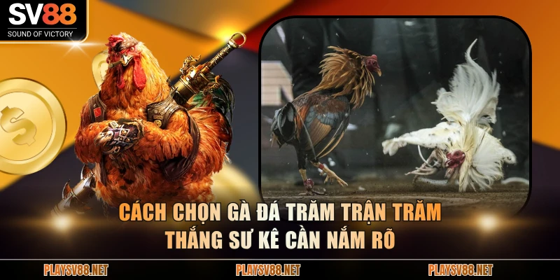 Cách chọn gà đá