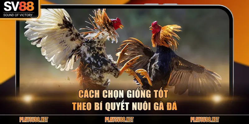 Cách chọn giống tốt theo bí quyết nuôi gà đá