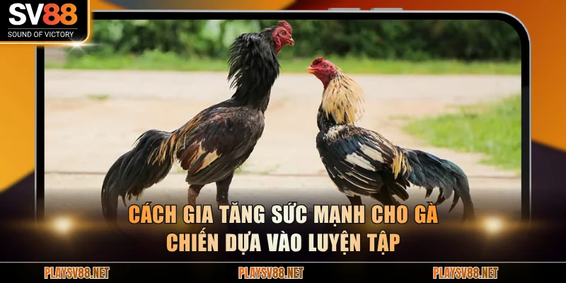 Cách gia tăng sức mạnh cho gà chiến dựa vào luyện tập