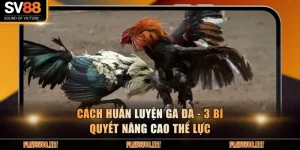 Cách huấn luyện gà đá