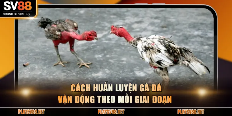 Cách huấn luyện gà đá vận động theo mỗi giai đoạn 