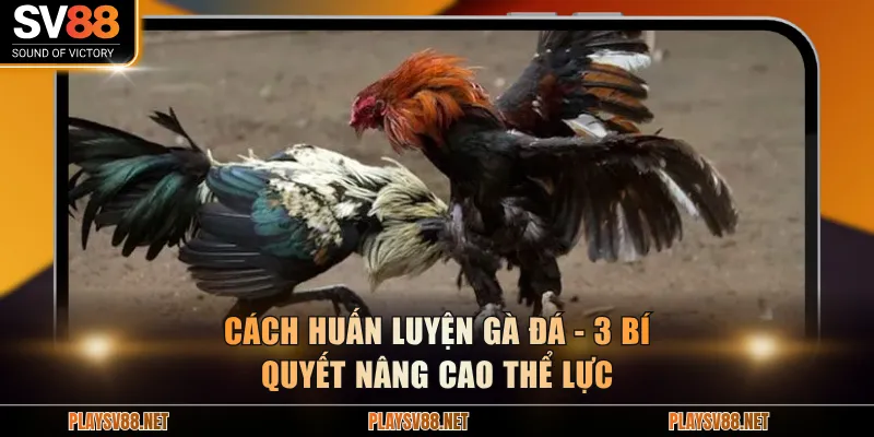 Cách huấn luyện gà đá