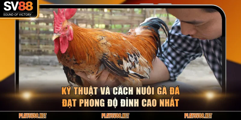 cách nuôi gà đá