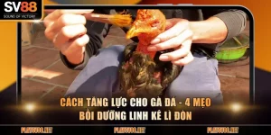 Cách tăng lực cho gà đá