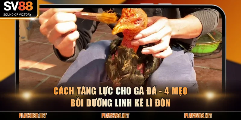 Cách tăng lực cho gà đá