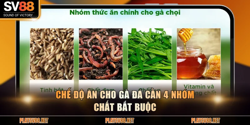 Chế độ ăn cho gà đá cần 4 nhóm chất bắt buộc