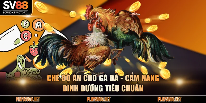 Chế độ ăn cho gà đá
