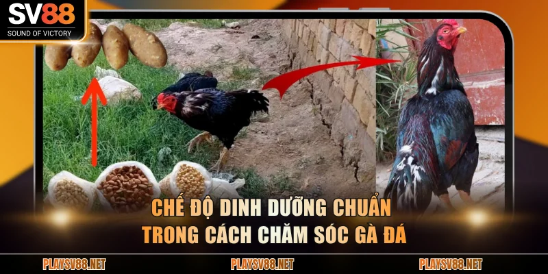 Chế độ dinh dưỡng chuẩn trong cách chăm sóc gà đá