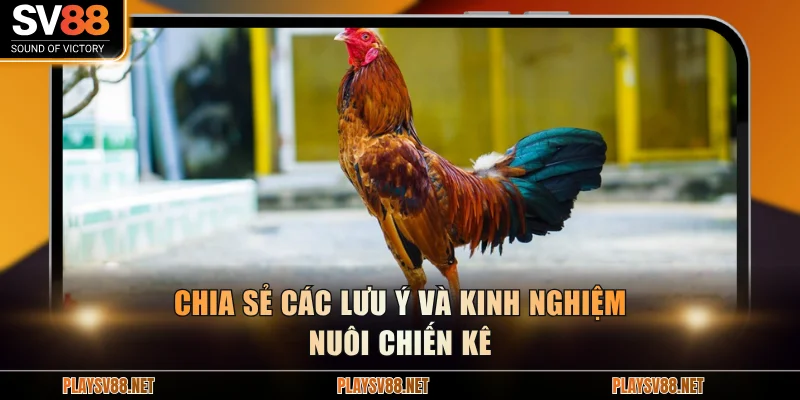 Chia sẻ lưu ý và kinh nghiệm nuôi chiến kê