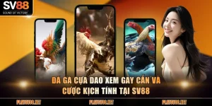 Đá gà cựa dao