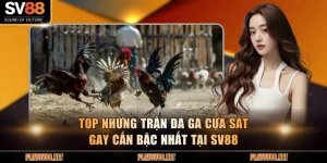 đá gà cựa sắt
