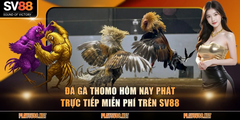 Đá gà Thomo