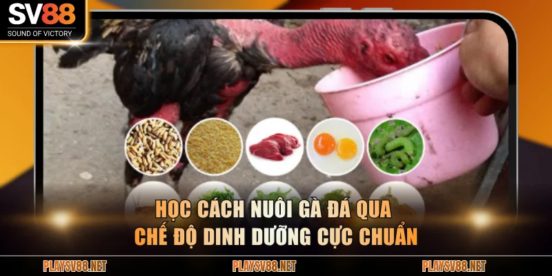 Học cách nuôi gà đá qua chế độ dinh dưỡng cực chuẩn