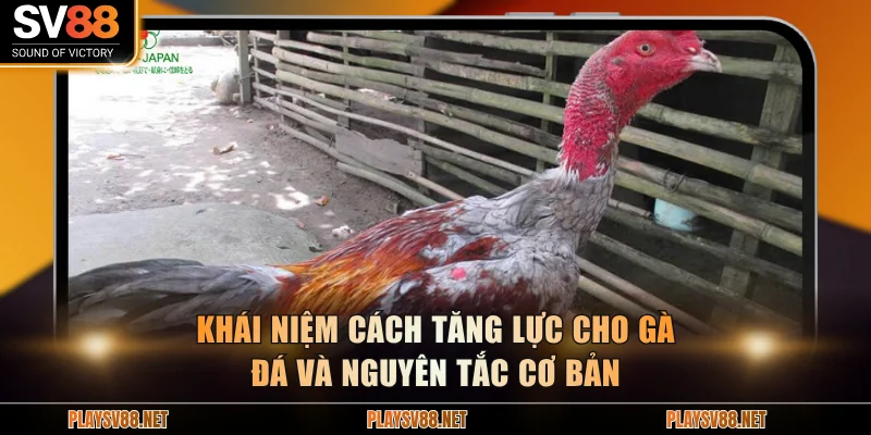 Khái niệm cách tăng lực cho gà đá và nguyên tắc cơ bản