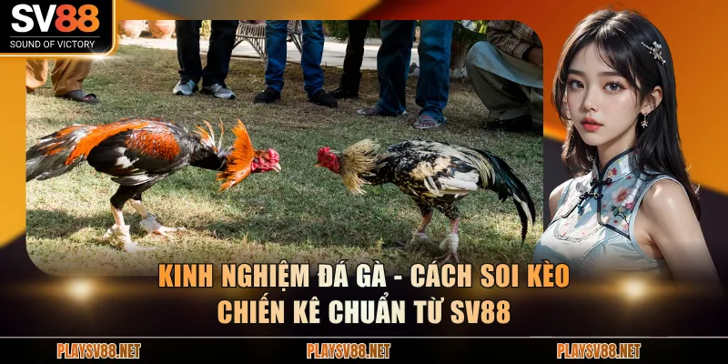 Kinh nghiệm đá gà
