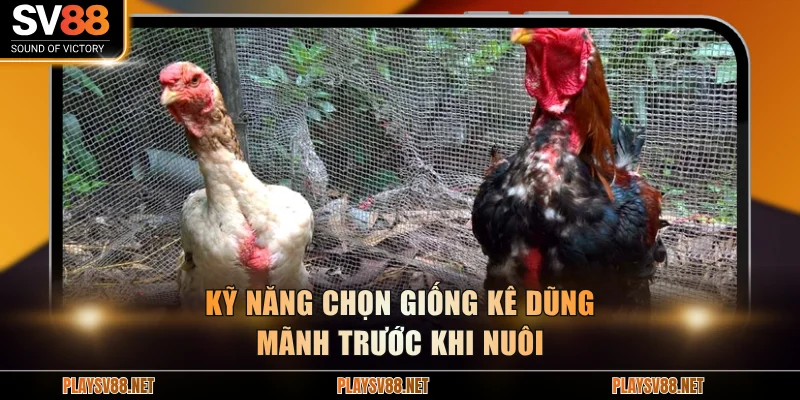 Kỹ năng chọn giống kê dũng mãnh trước khi nuôi