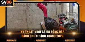 Kỹ thuật nuôi gà đá