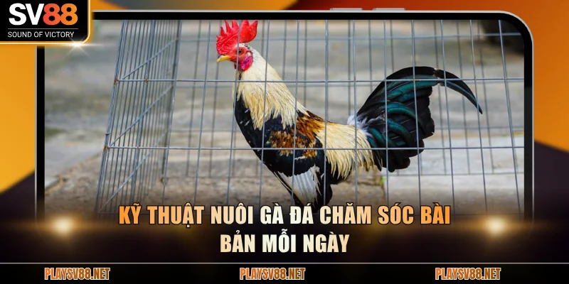 Kỹ thuật nuôi gà đá chăm sóc bài bản mỗi ngày