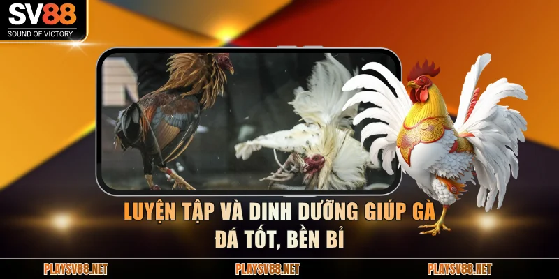 Luyện tập và dinh dưỡng giúp gà đá tốt, bền bỉ