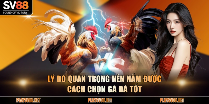 Lý do quan trọng nên nắm được cách chọn gà đá tốt