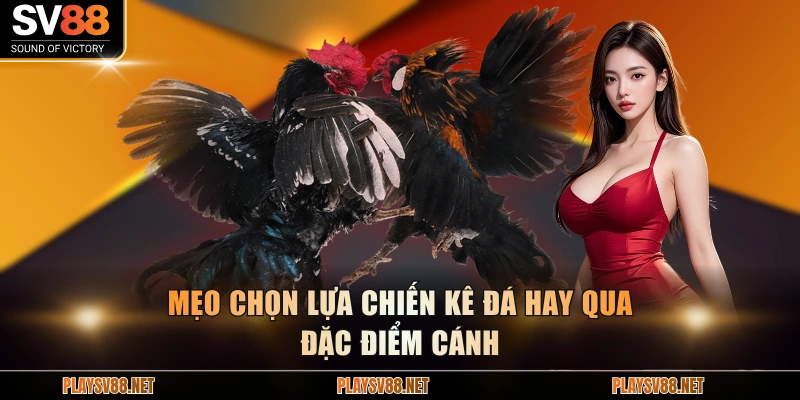 Mẹo chọn lựa chiến kê đá hay qua đặc điểm cánh