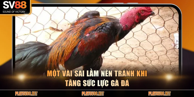 Một vài sai lầm nên tránh khi tăng sức lực gà đá