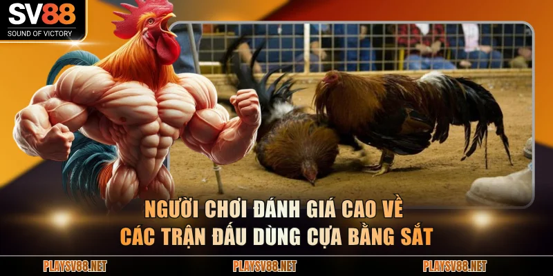 Người chơi đánh giá cao về các trận đấu dùng cựa bằng sắt