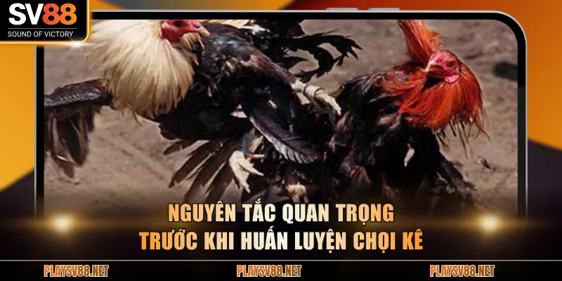 Nguyên tắc quan trọng trước khi huấn luyện chọi kê
