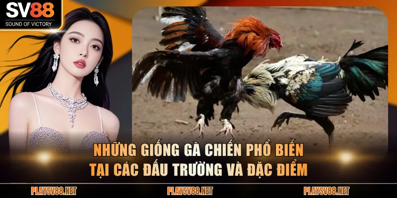 Những giống gà chiến phổ biến tại các đấu trường và đặc điểm