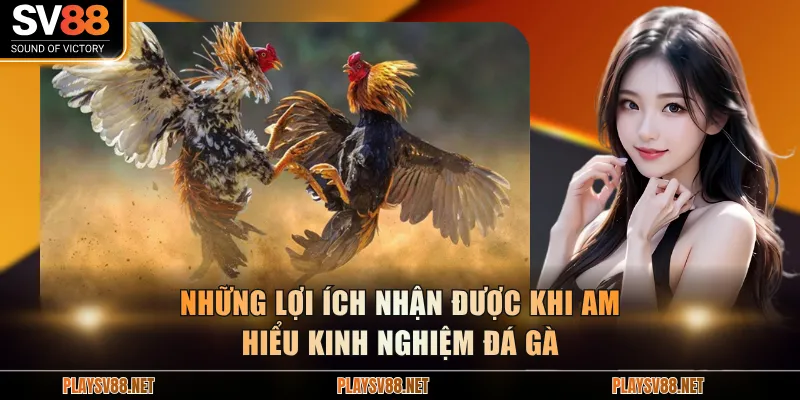 Những lợi ích nhận được khi am hiểu kinh nghiệm đá gà