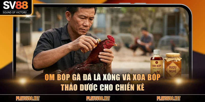 Om bóp gà đá là xông và xoa bóp thảo dược cho chiến kê