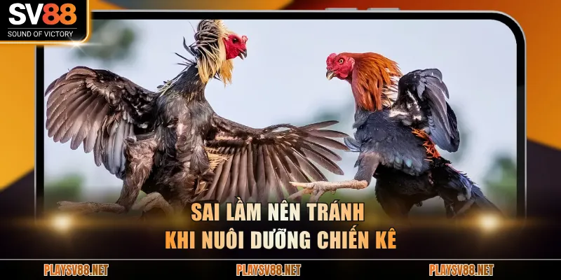 Sai lầm nên tránh khi nuôi dưỡng chiến kê