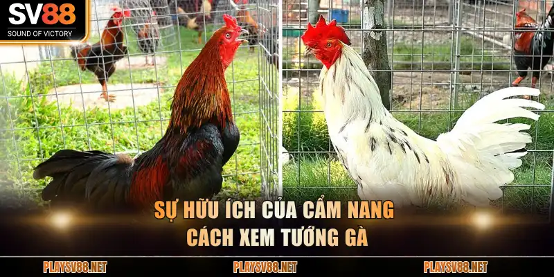 Sự hữu ích của cẩm nang cách xem tướng gà