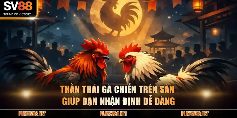 Thần thái gà chiến trên sân giúp bạn nhận định dễ dàng