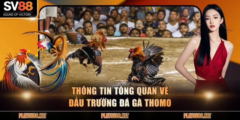Thông tin tổng quan về đấu trường đá gà Thomo