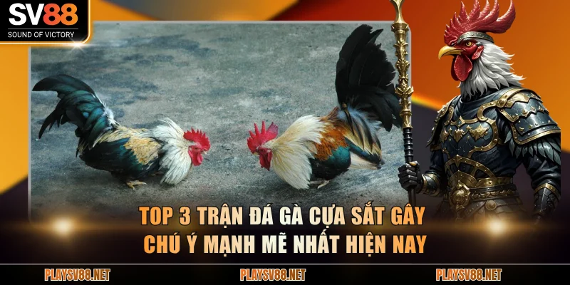 Top 3 trận đá gà cựa sắt gây chú ý mạnh mẽ nhất hiện nay