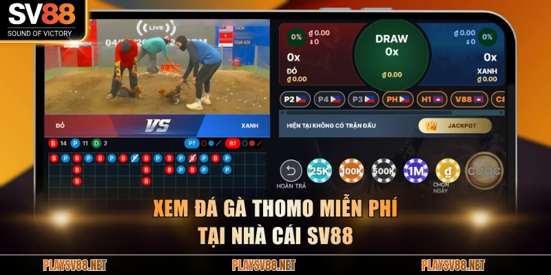Xem đá gà Thomo miễn phí tại nhà cái SV88